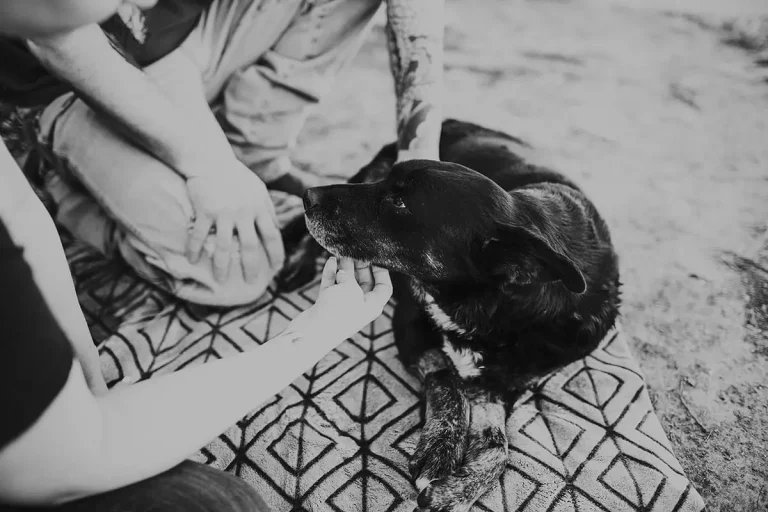 Lubbock pet photographer outdoor session