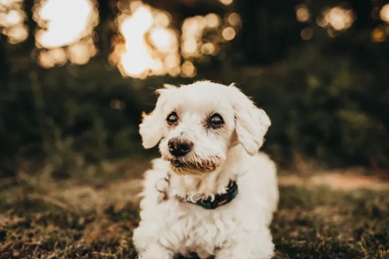 Lubbock pet photographer outdoor session