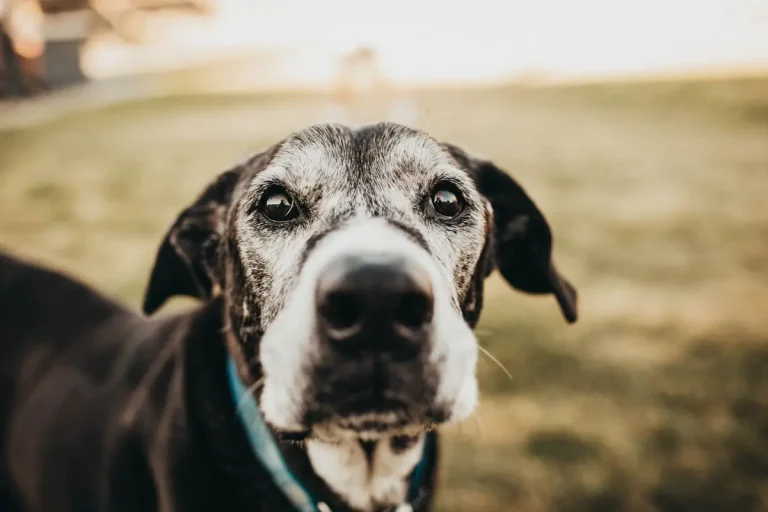 Lubbock pet photographer outdoor session
